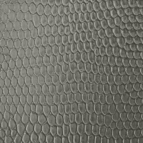 Lizard